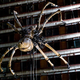 Illustration for article titled La Machine Mechanical Spider: Kill It With Fire!